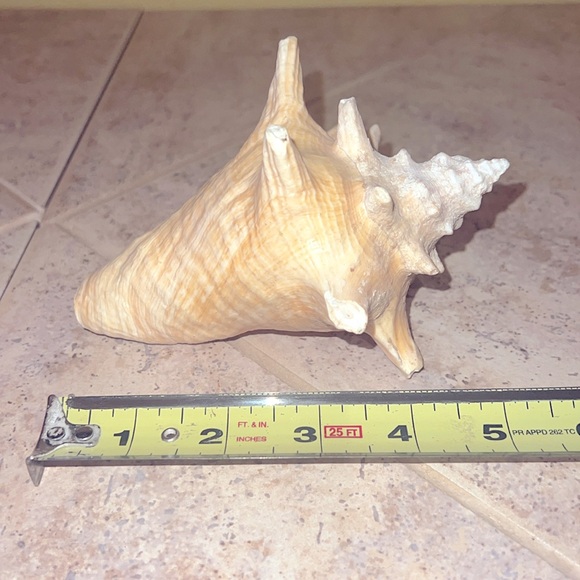 Conch Shell - Picture 2 of 3